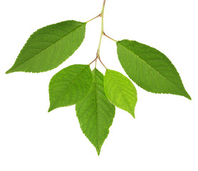 Naklejka na ściany i meble Wiśniowe drzewo zielone liście na białym tle