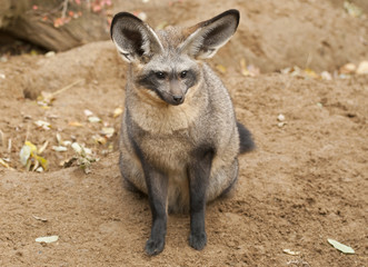 Bat-eared fox