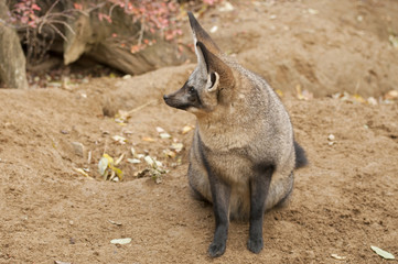 Bat-eared fox
