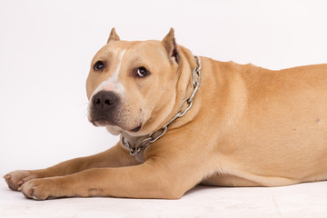 American Staffordshire Terrier