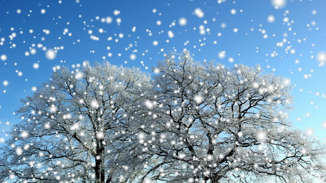 Winter