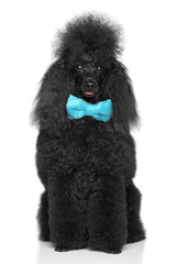 Miniature poodle with blue bow on a white background