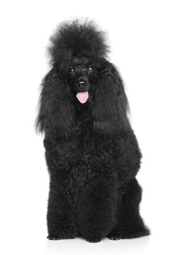 Black Poodle on a white background