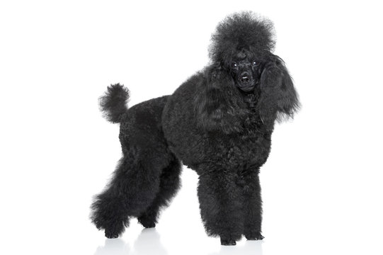 Miniature poodle on white background