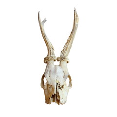 trophy of roe deer buck