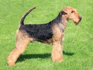 Portrait of nice airedale terrier in the garden