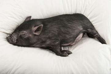 a cute little black pig sleaping