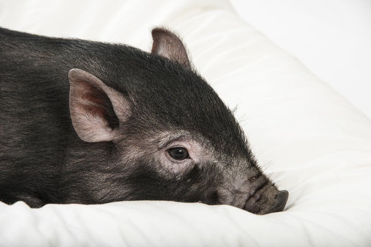 a cute little black pig lie on a pillow