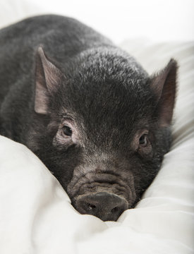 a little black pig lie on a pillow