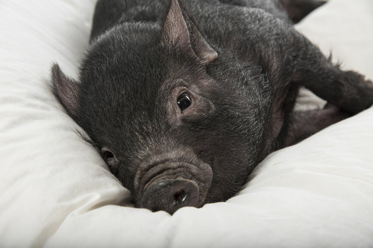 a cute little black pig lie on a white pillow