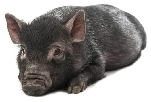 one little black pig isolated on a white background