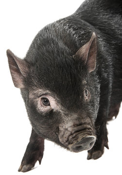 portrait of a little black pig isolated on a white background