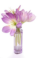 colchicum flowers in lila glass vase