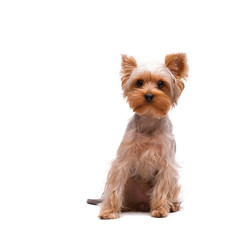 Puppy yorkshire terrier on the white background - 47513568