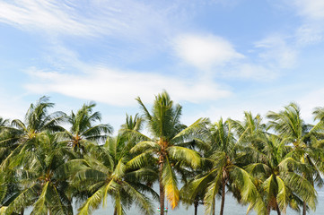 Fototapeta na wymiar Kokosowe drzewo na błękitnym niebie