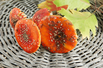 red amanitas, on wicker background