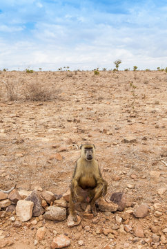 Baboon in Kenya