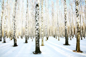 Foto op Plexiglas Berkenbos Sneeuwberkenbos in decemberzonlicht