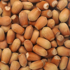Obraz premium noix