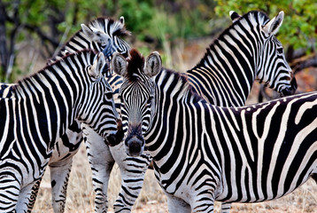 Fototapeta na wymiar Zebry w Parku Narodowym Krugera, RPA