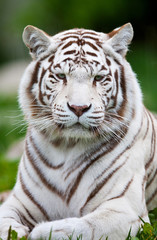 White Bengal Tiger