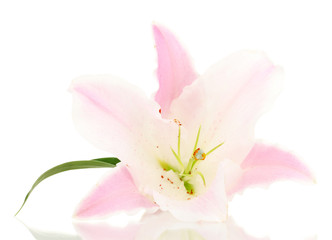 Obraz na płótnie Canvas piękny kwiat lilii na białym