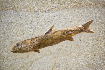 Fish fossil with skin