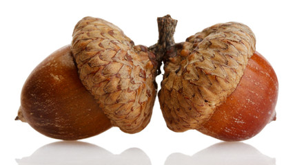 brown acorns, isolated on white