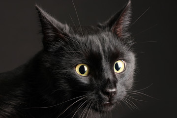 Black cat on black background