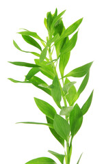 Branch with green leaves, isolated on white