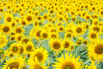 Obraz premium Sunflower field