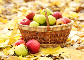 basket of fresh ripe apples in garden on autumn leaves