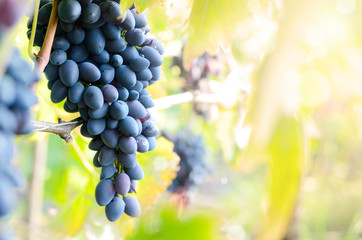 Blue grapes on vine