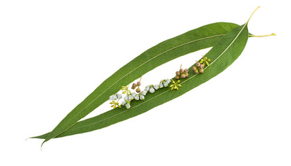 Fototapeta premium Eucalyptus