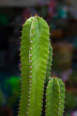 Green cactus.
