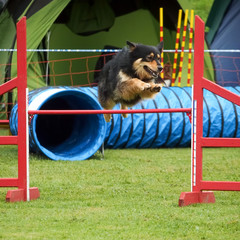agility turnier