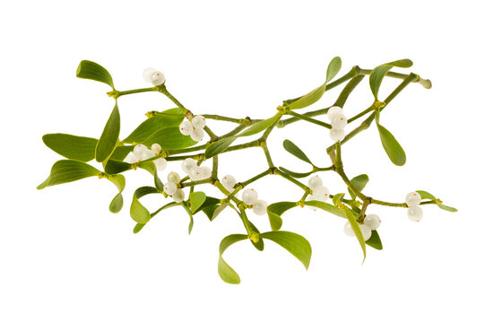 mistletoe