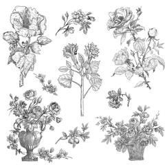 Floral illustration