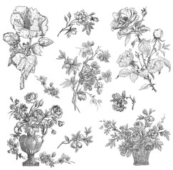 Floral illustration