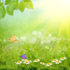 green natute background