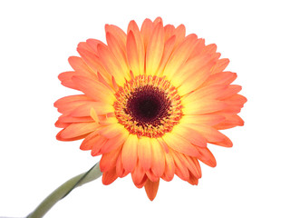 Gerbera flower. Hight res