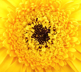 Macro photo of gerber flower. Hight res