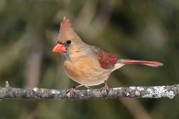 Female Cardinal On A Branch
