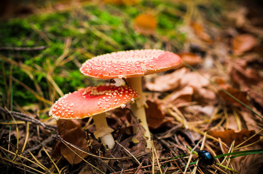 Two red toadstools