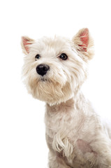 Westie terrier portrait