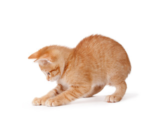 Orange kitten playing on a white background.