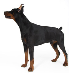 doberman on white background