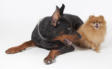 Fototapeta premium doberman and Pomeranian on white
