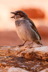 Chirping Mojave Desert Sparrow