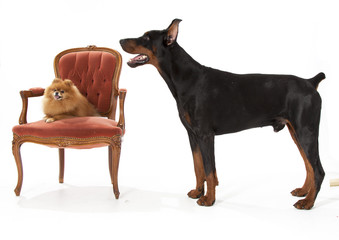 doberman and Pomeranian on white
